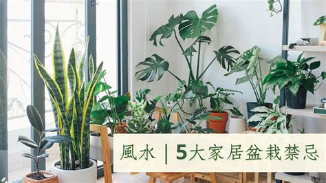 植物風水禁忌|家居植物別亂種！5大盆栽風水禁忌 亂放中宮自築「困。